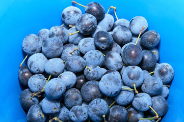 Blackthorn berries close-up. Harvesting berries in autumn. Blue backdrop