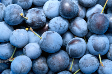 Blackthorn berries close-up. Harvesting berries in autumn. Blue backdrop