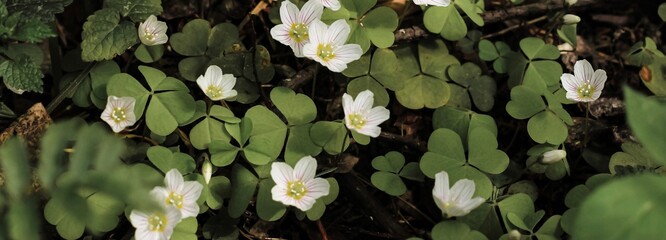 Blooming white shamrock wood sorrel (oxalis acetosella) flowers in spring forest. Natural floral summer banner.