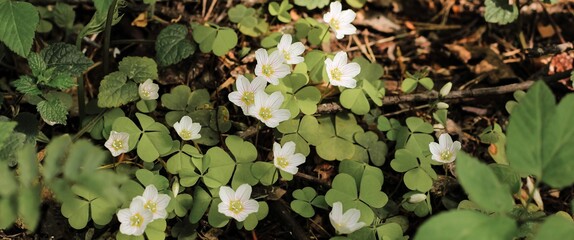 Blooming white shamrock wood sorrel (oxalis acetosella) flowers in spring forest. Natural floral summer banner.