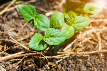 Small trees grow from cultivation.