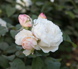 White roses blooming in the park. Closeup view of Rosa Winchester Cathedral light pink flower buds and flowers of white petals, blossoming in the garden.