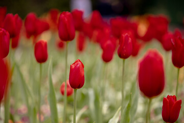 Obraz premium red tulip