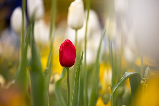 tulip single red
