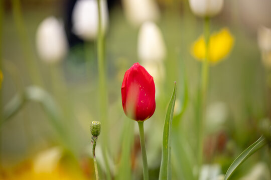 tulip single red 2