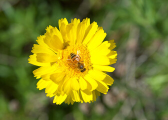 Close up of one honey bee on a Yellow  Baileya Multiradiata, or Desert Marigold, Flower collecting pollen. Green leaves in background OOF.