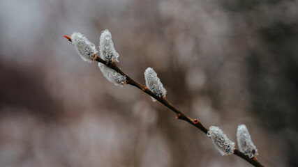 Beautiful pussy willow flowers branches.Soft spring background with pussy willow catkins