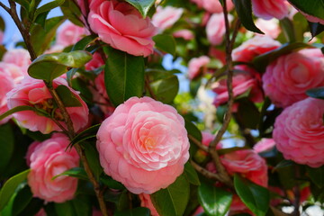 Pink camellia flower on blue sky background, selective focus - ピンク 椿の花