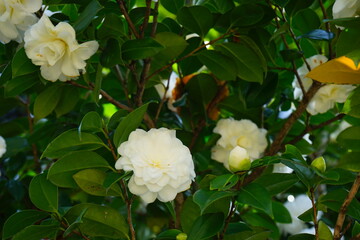 white camellia flower on blue sky background, selective focus - 白 椿の花
