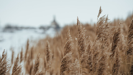 Fototapeta premium Pampas grass on the lake, reed layer, reed seeds. Golden reeds on the lake sway in the wind