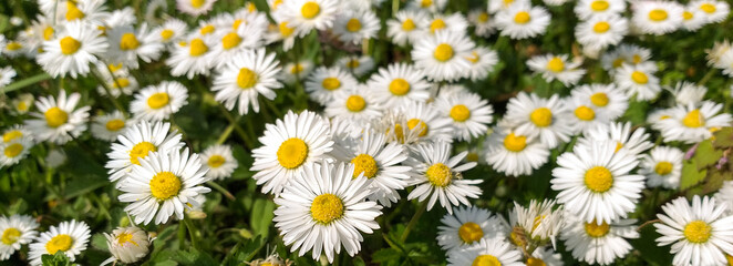 Fototapeta premium Field of white daisies. Spring natural background. Horizontal image.