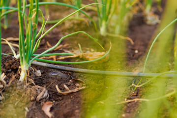 Onion agriculture field at india
