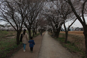 Cherry blossom path walk