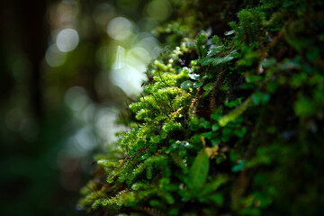 Bright green moss perched on the trees in the forest, the background has beautiful bokeh, the tone is fresh and bright. Use it as a wallpaper or as a background.