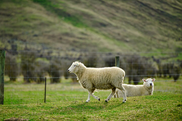Two fat sheep were walking on the green grass, one looking sideways full body. At a rural farm...