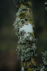 Moss on tree trunk. Tree bark with green moss