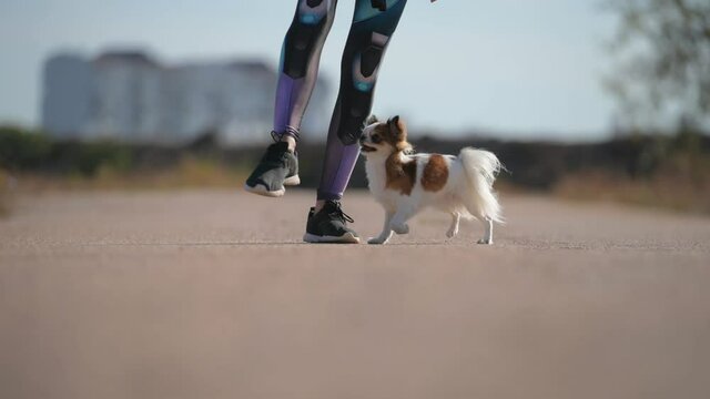 pet obedience training of little chihuahua dog running under owner woman trainer legs during outdoor leisure activity in city