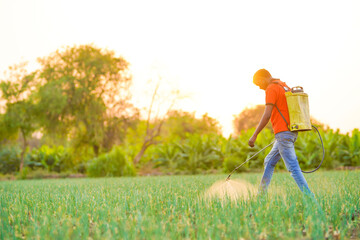 Indian farmer spraying pesticides in green onion field