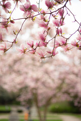Magnolien Baum im Park