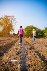 Drip irrigation system assemble in agriculture field. rural scene.