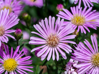 Obraz premium Close up Marguerite Daisy flower.