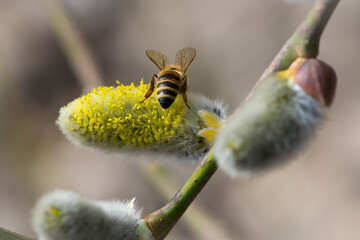 bee collects pollen on a yellow spring flower. willow branch with yellow spring flowers. delicate willow flowers in spring. Active work of bees to collect pollen, lot nectar. insect closeup, back view © Oleksandr Filatov