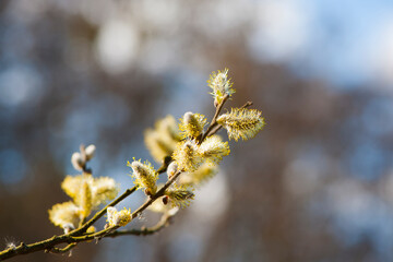fluffy yellow flowers bloom on a willow branch. Yellow flowers of a willow on a branch in the spring forest. beautiful festive spring background. nature, bokeh, close-up, Macro photo, text
