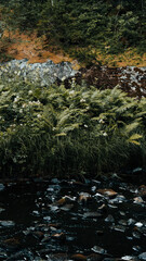 Karelia. Russia. View of the forest river. Yukankoski waterfall (white bridges) on the river Kulismayoki.