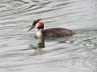 Haubentaucher, Podiceps cristatus