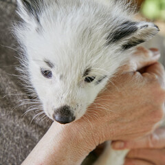 fox cub and womans hand