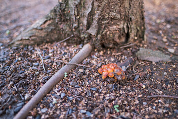 First spring mushrooms after snow melt