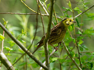 Goldammer, Emberiza citrinella