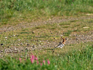 Wiedehopf, Upupa epops