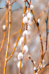 willow branches with catkins