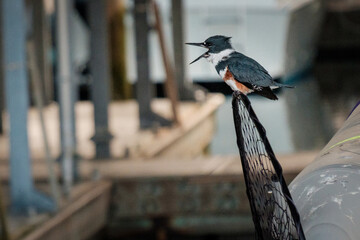 A belted kingfisher with its beak wide open, sitting on a fishing net