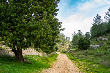 Fototapeta na wymiar A Carob Tree by a path in Israel