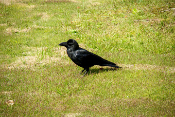 黒いカラス