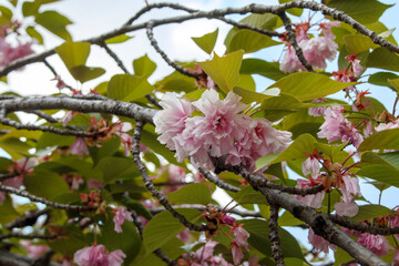 Obraz premium 木の先に咲いたピンク色の花