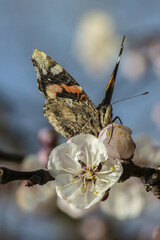Butterfly on Apricot Blooming Flower