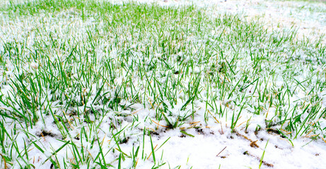 Snow fell on the fresh grass in the spring. Unstable climate.