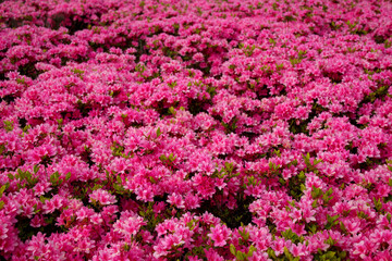 久留米ツツジ　麒麟