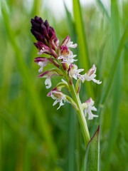 Brand-Knabenkraut, Orchis ustulata