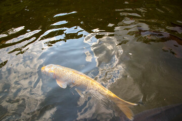 池の鯉