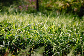 Banner with close-up green grass and dew drops after rain. Beautiful dense lawn. Natural background with texture pattern. Spring and summer season. Garden and gardening. Nature landscape. Wallpaper.