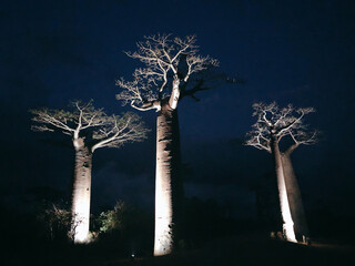 Illuminated Baobab Tree at the avenue of the baobabs (Morondava, Madagascar)