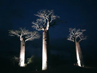 Foto op Plexiglas Illuminated Baobab Tree at the avenue of the baobabs (Morondava, Madagascar) © marimos