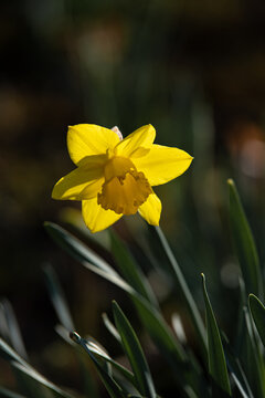 Daffodil Hill Lakeview Cemetery Ohio