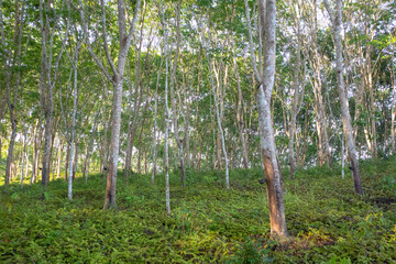 Beautiful rubber tree green garden