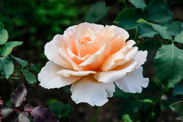 Just Joey Rose in Chiangmai province