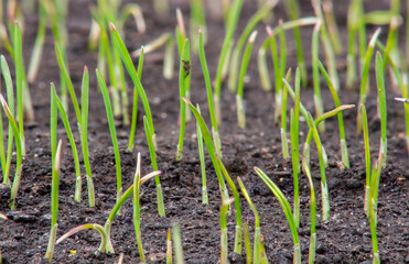 Young sprouts of wheat, growing grain crops in the field